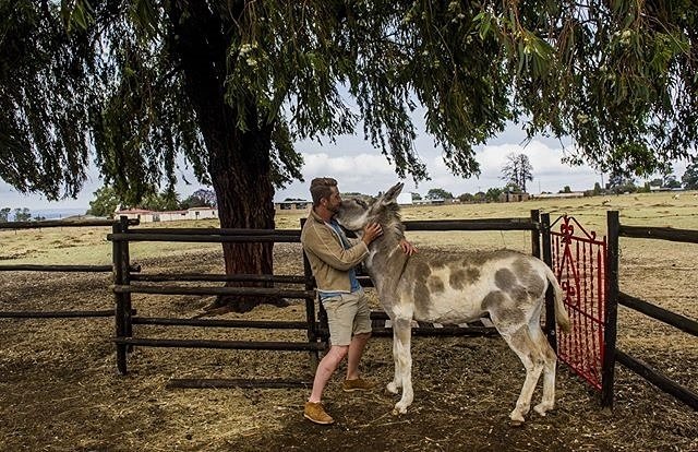 Oh die donkie is n wonderlike ding! #donkiedonderdag <a href="/thedonkeydairy/">thedonkeydairy</a> 
#donkey #thedonkeydairy #donkeymilk #DonkeyOfTheDay