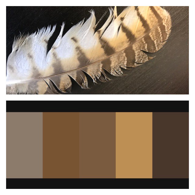 robinmonteith's tweet photo. Thank you @adobe for the cool app that enables me to turn a hawk feather into a color palette #adobecapture #RSJ108 https://t.co/phAR9WLcCv