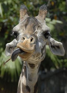 Giraffes are endangered...we need to raise our voices and save them from extinction! Welcome to #MagicalKenya