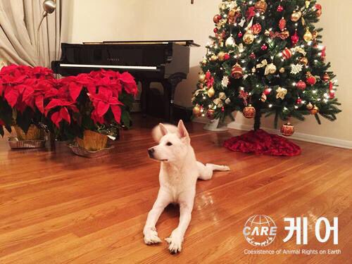 앞발이 구부러진채 태어난 강아지를 입양해 자신이 고쳐주겠다며 펜치로 발톱을 뽑고 몸 곳곳을 송곳으로 찔러 혈관마저 끊어 놓은 여자가 처벌 받지 않았다. 금치산자는 처벌대상이 아니라는 이유. 동물보호법 바뀌는 일 시급하다. 용천이 뉴저지에서 잘지낸다고.