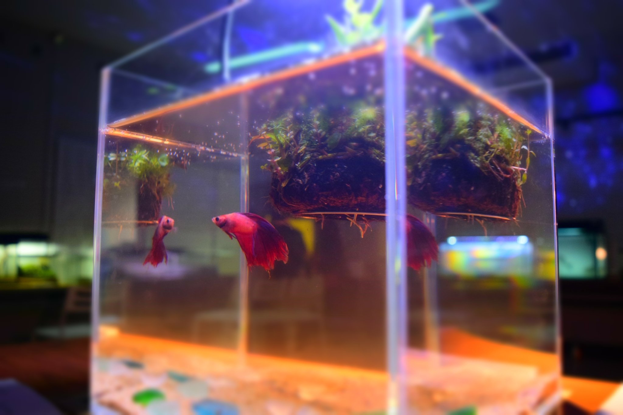 Green Nexus Twitter पर ベタ という魚をご存知ですか タイが原産の魚で 同種と同じ水槽に入れると闘ってしまう魚 ですが 空気呼吸もできる魚でエアレーシょン ぶくぶく も必要なく小さな水槽で飼えるんです 我々の水族館でも大変キレイだとご好評いただく魚で