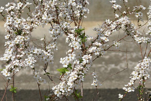 シンボルツリー庭木植木の樹木屋 先日 ユキヤナギ フジノピンキーとバイカウツギの２苗をお届けしました ユキヤナギ も春を告げる花ですね ユキヤナギの中でも フジノピンキーの花は通常のユキヤナギに比べほんのりピンク 現物写真は撮ってなかった