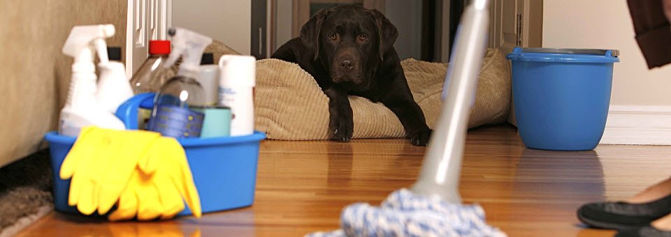 MandKCleaning's tweet photo. Proud to merge with @EverbriteClean. To find out more please read our latest blog here https://t.co/WLwIcR5zz9 #CleaningServices https://t.co/HhyNn9FQ2I