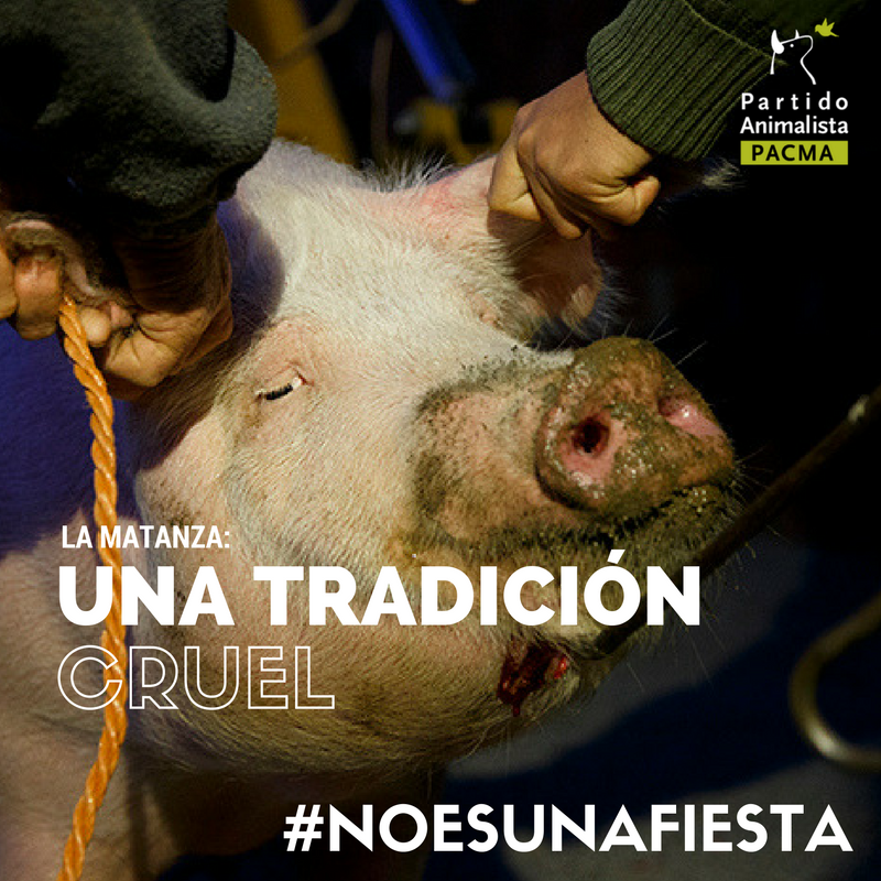PartidoPACMA's tweet image. La matanza es #UnaTradiciónCruel que en muchos casos incumple la Ley y sobrepasa todos los límites que marcan la compasión. #NoEsUnaFiesta