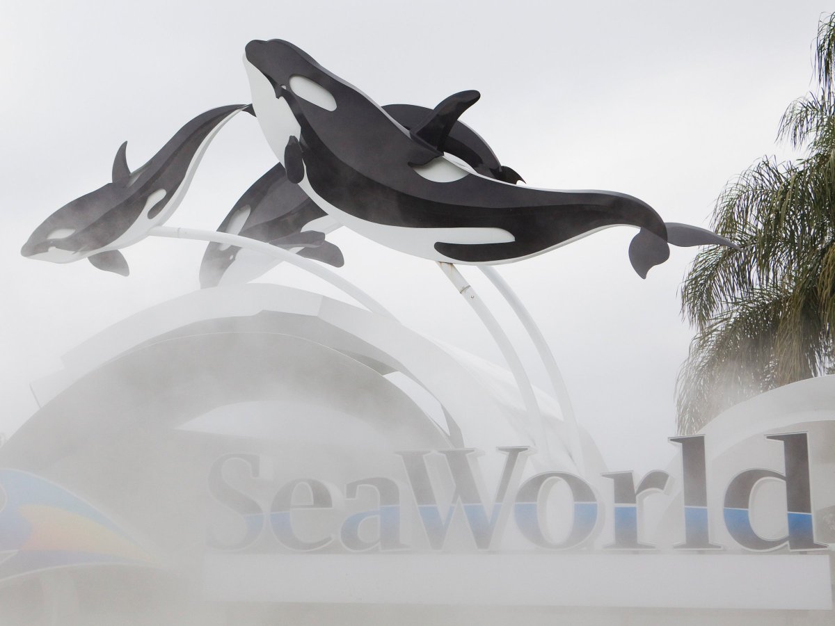 SeaWorld is opening its first park without its signature killer whales in Abu Dhabi! Read more via @businessinsider https://t.co/woaj9Cd2UE https://t.co/7kMF4FLkhq