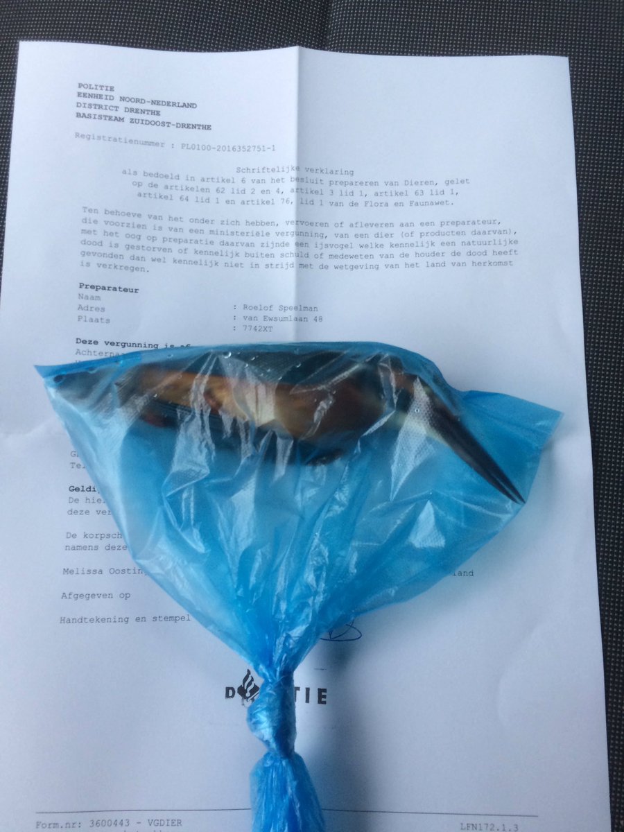 roelofspeelman's tweet photo. IJsvogeltje. Gevonden bij oude parkschool in Coevorden. #prepareren https://t.co/mFCYjiImoP