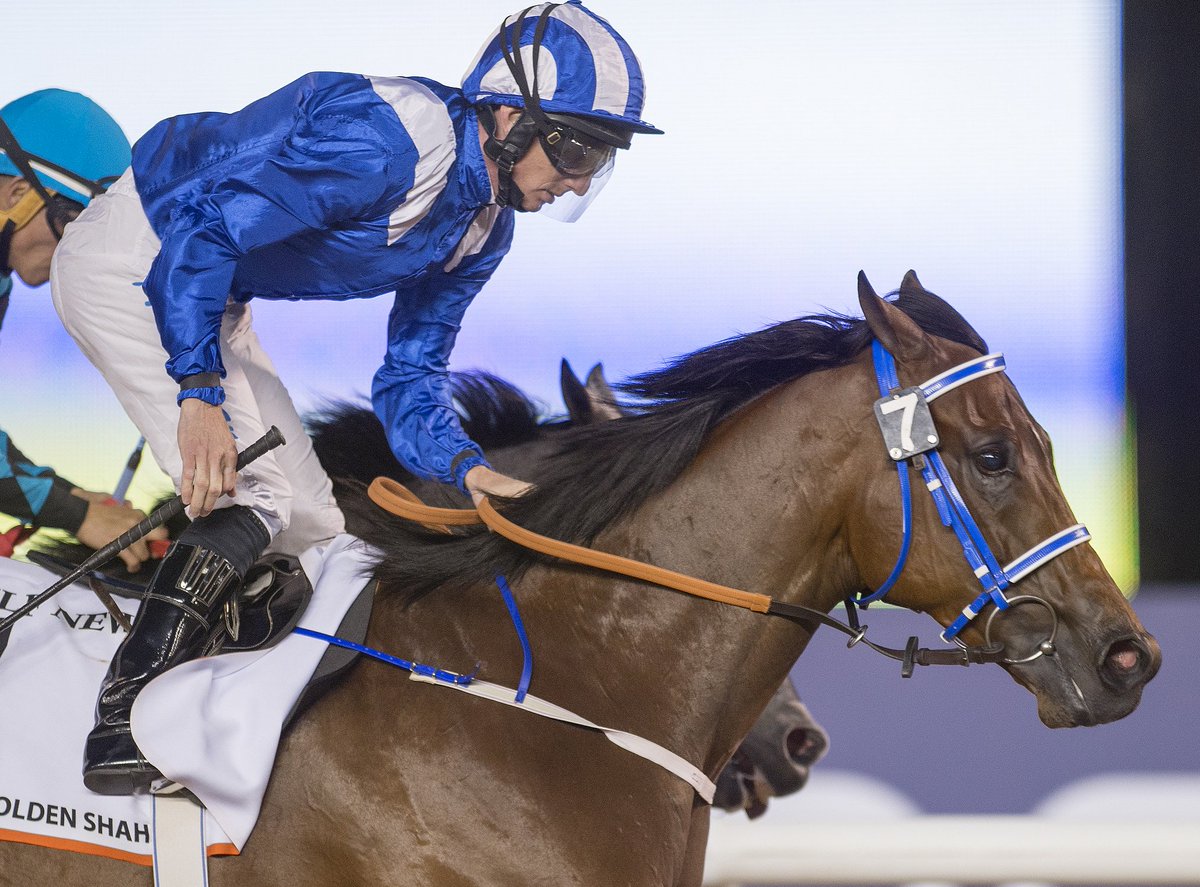 DubaiWorldCup's tweet photo. 2016 #DubaiGoldenShaheen winner &amp; 4 wins last #UAEseason, #Muarrab grabs the spotlight in AED 250,000 Garhoud Sprint @Meydan this Thursday https://t.co/NTX1dinlo6
