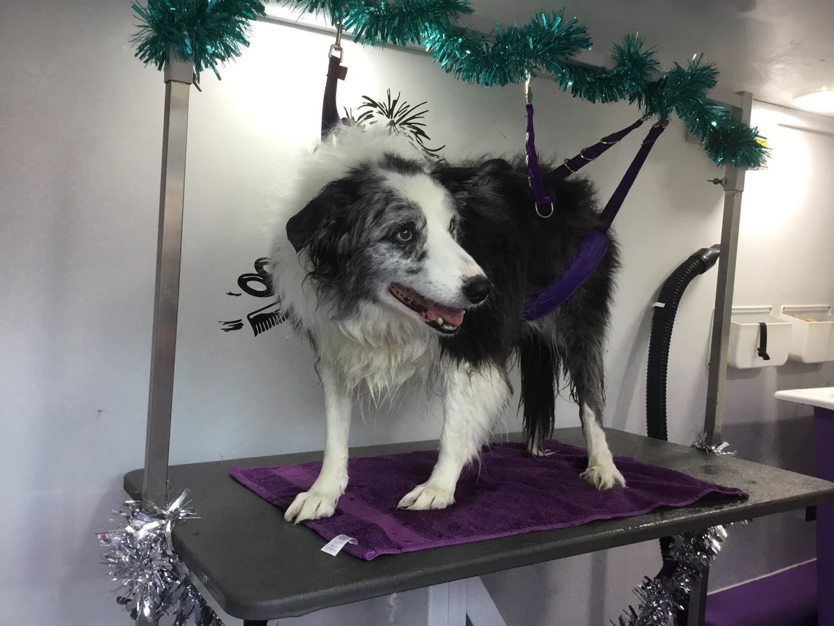 SianLMiles's tweet photo. Jeff getting ready for #Christmas @FrizzyFranksDS @BCTGB 🎄🎅🏻🎄🎅🏻 https://t.co/F5iT3r8eZs