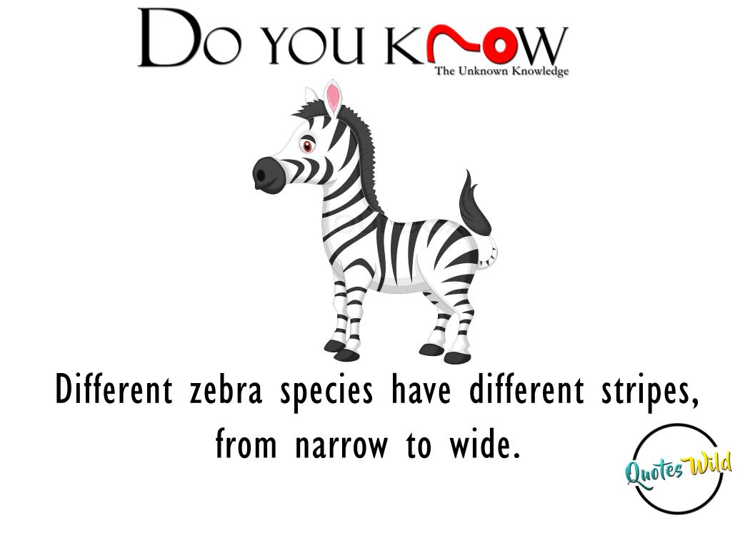 Quoteswild1's tweet photo. #doyouknow #unknown_fact #zebra #quoteswild #types #super https://t.co/4majYlI8LP
