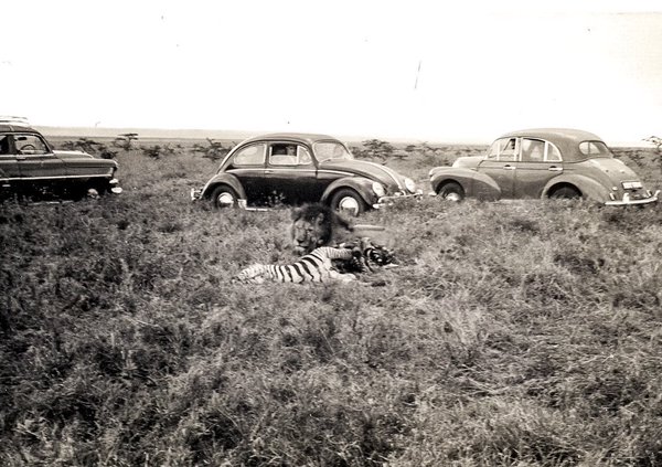 The first campaign used to est Nairobi N Park was a pride of lions;Lulu the lioness, Dickens &amp; Jones-male #NairobiParkAt70AndBeyond