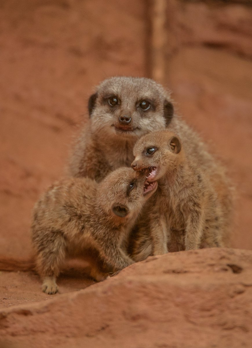 chesterzoo's tweet image. When all you want is one nice family photograph…
#TheZoo