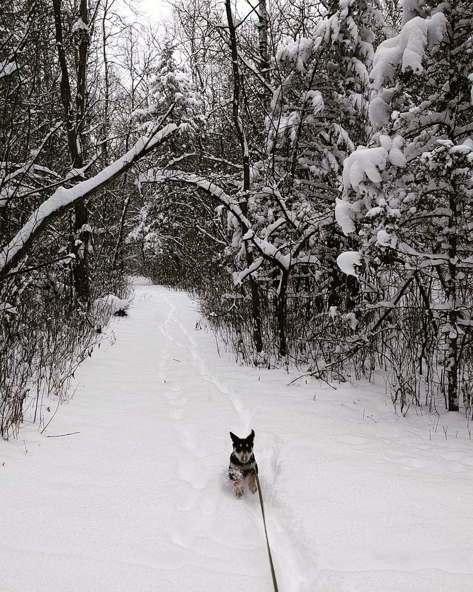 KenzGrnz's tweet photo. @ruffwear #mydogismy outdoor adventure buddy, we can't get enough of this beautiful Minnesota winter and the snowy trails https://t.co/1BoGLFrVTB