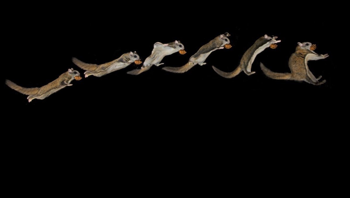 An air-show like no other: When winter falls in remote Montana forests, furry flying squirrels take to the skies calacade.my/2gFvO9U