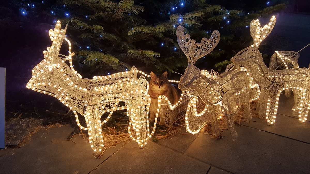 Garfield hält Rentier-Wache in der Stallburg. Danke an Angelika und Omer Lee Wright für das gelungene Adventfoto! #Wien #SRS