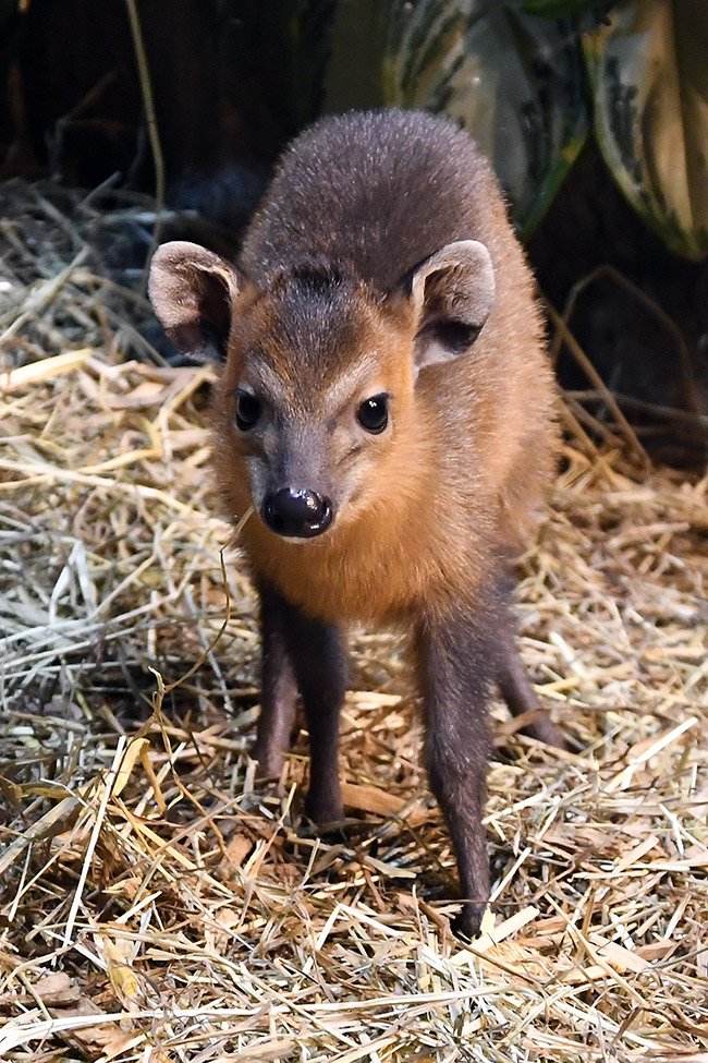 Red Flanked Duiker Born at Local Zoo • Atascadero News