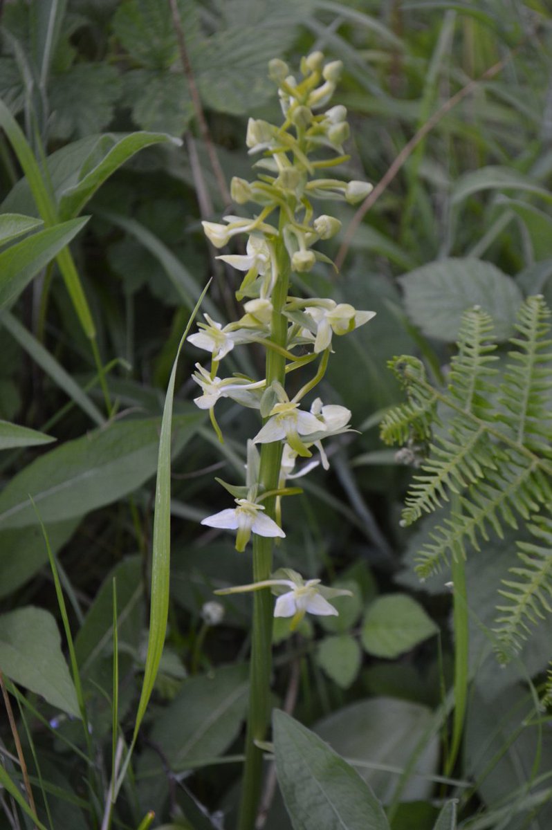 RarePlantFair's tweet photo. Bewdley Orchids will be at 3 Fairs this year with their native orchids. Read more at https://t.co/wR3EsOPdu1 https://t.co/gaBXNSRRr2 https://t.co/tWVY1c6YY9