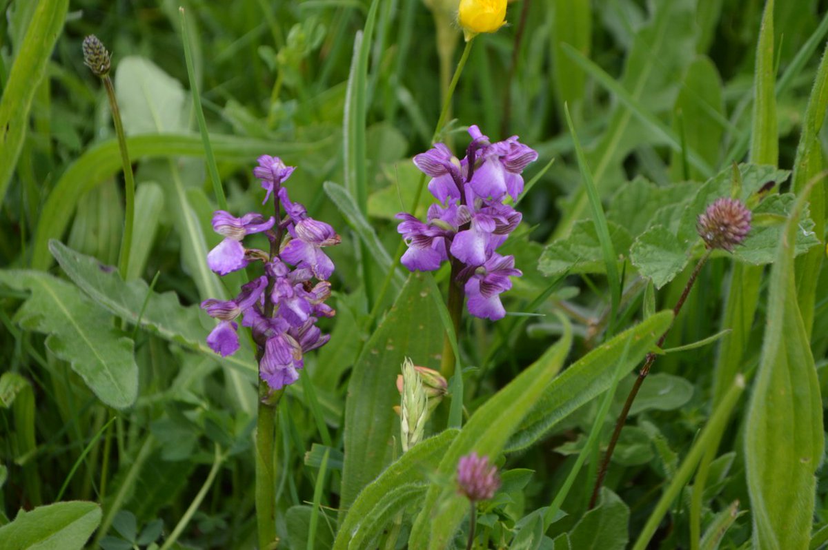 RarePlantFair's tweet photo. Bewdley Orchids will be at 3 Fairs this year with their native orchids. Read more at https://t.co/wR3EsOPdu1 https://t.co/gaBXNSRRr2 https://t.co/tWVY1c6YY9