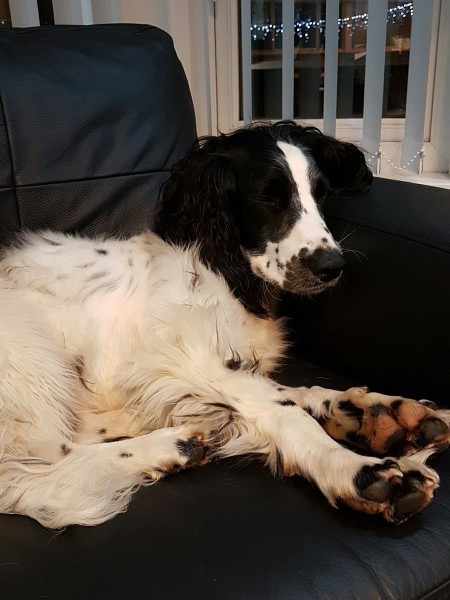edwardsandco's tweet photo. @BreconRetreat #dogfriendly meet #EdwardEdwards guarding our #EstateAgents he has been very busy today now relaxing on his #sofa in #cardiff https://t.co/lHJwWop2z1