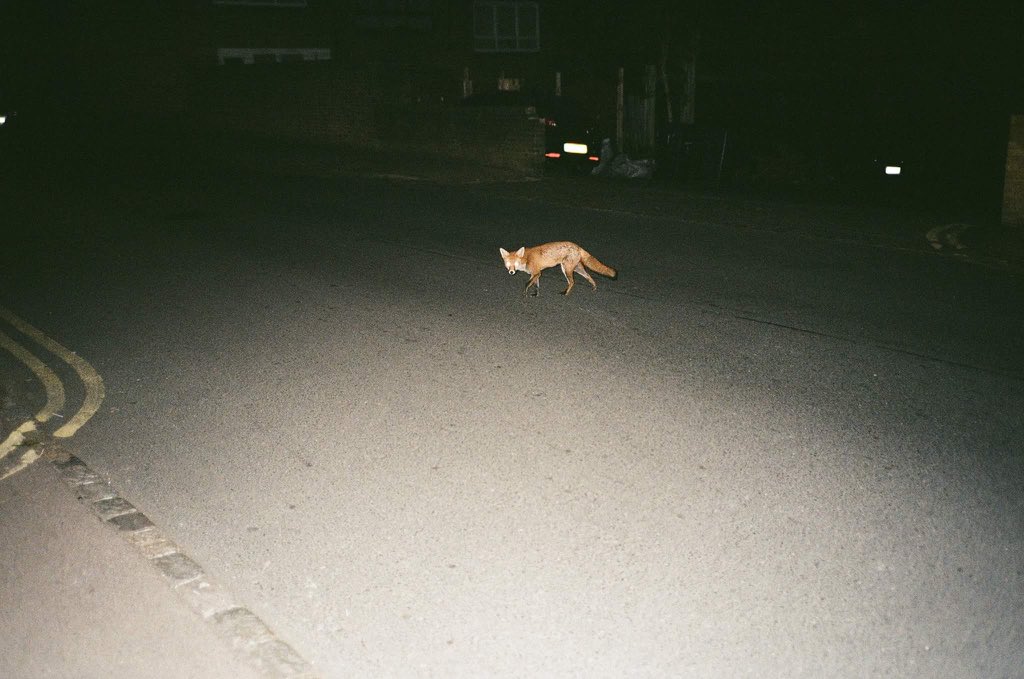 ladies and gents, please share a warm and welcoming greeting to my new mascot:

the midnight fox