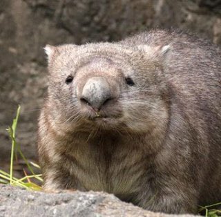 河下理恵 人一倍さみしがり屋なウォンバット さんは 台風のせいでしばらく動物園が閉鎖されてしまい 数週間来場客との接触がなくなっただけでうつ病になり復活できなくなってしまったという伝説のメンヘラ種族で愛しすぎる