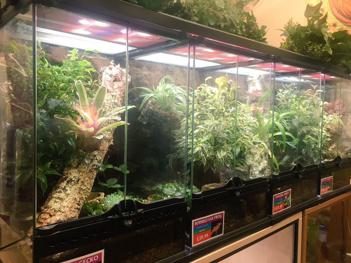 Northampton Reptile Centre on Twitter "A few of our bioactive 