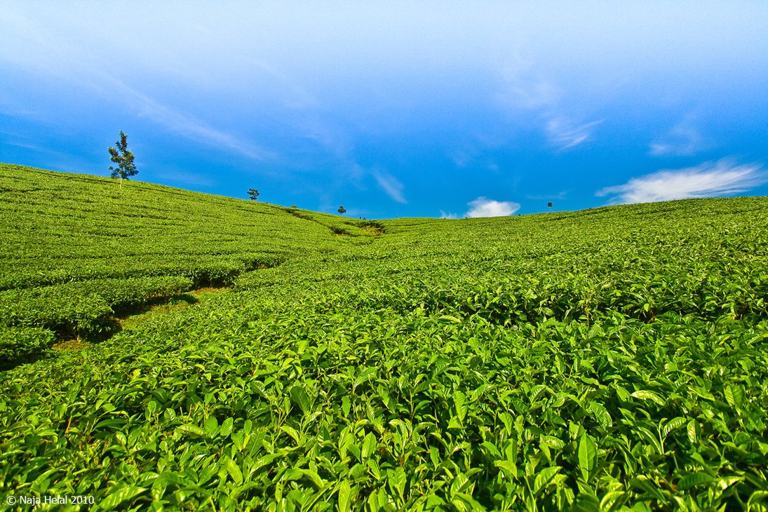 LandscapeEvent's tweet photo. Today is #InternationalTeaDay so here are images of beautiful #tea plantation #landscapes from around the world #Teascapes https://t.co/JOcRd9dKaV