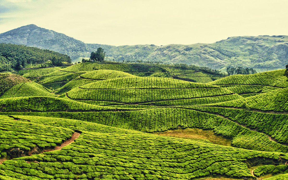 LandscapeEvent's tweet photo. Today is #InternationalTeaDay so here are images of beautiful #tea plantation #landscapes from around the world #Teascapes https://t.co/JOcRd9dKaV