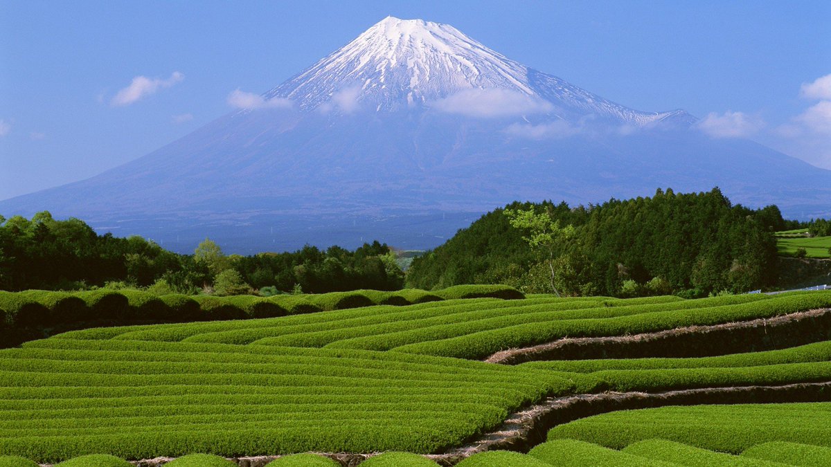LandscapeEvent's tweet photo. Today is #InternationalTeaDay so here are images of beautiful #tea plantation #landscapes from around the world #Teascapes https://t.co/JOcRd9dKaV