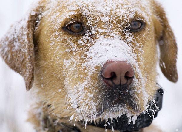 norm's tweet photo. A friendly reminder that if you're cold, your dog is too. Please don't leave them outside for too long. https://t.co/KR6QAF8nFD