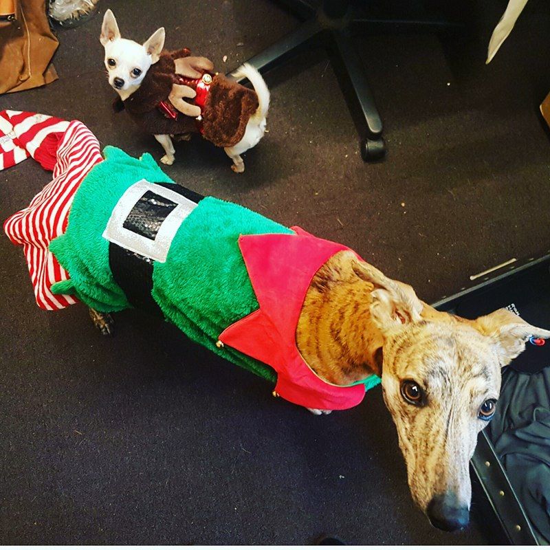 Our Christmas Elf's are working hard today to get all our orders out! :o)