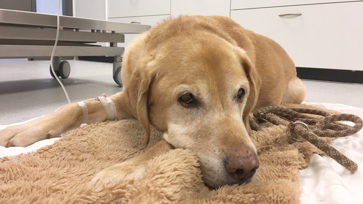 MurielleFridael's tweet photo. #AnotherChemo for @QwiffWhatsUp! #PetsWithCancer #TheNetherlands https://t.co/BpQ2gPmyVb