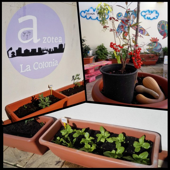 AzoteaLaColonia's tweet photo. Tras la lluvia de ayer, aquí todas listas y esperando a que llegue mañana. ¿Ya conocéis nuestro huerto? https://t.co/OnLYRRbRQ3