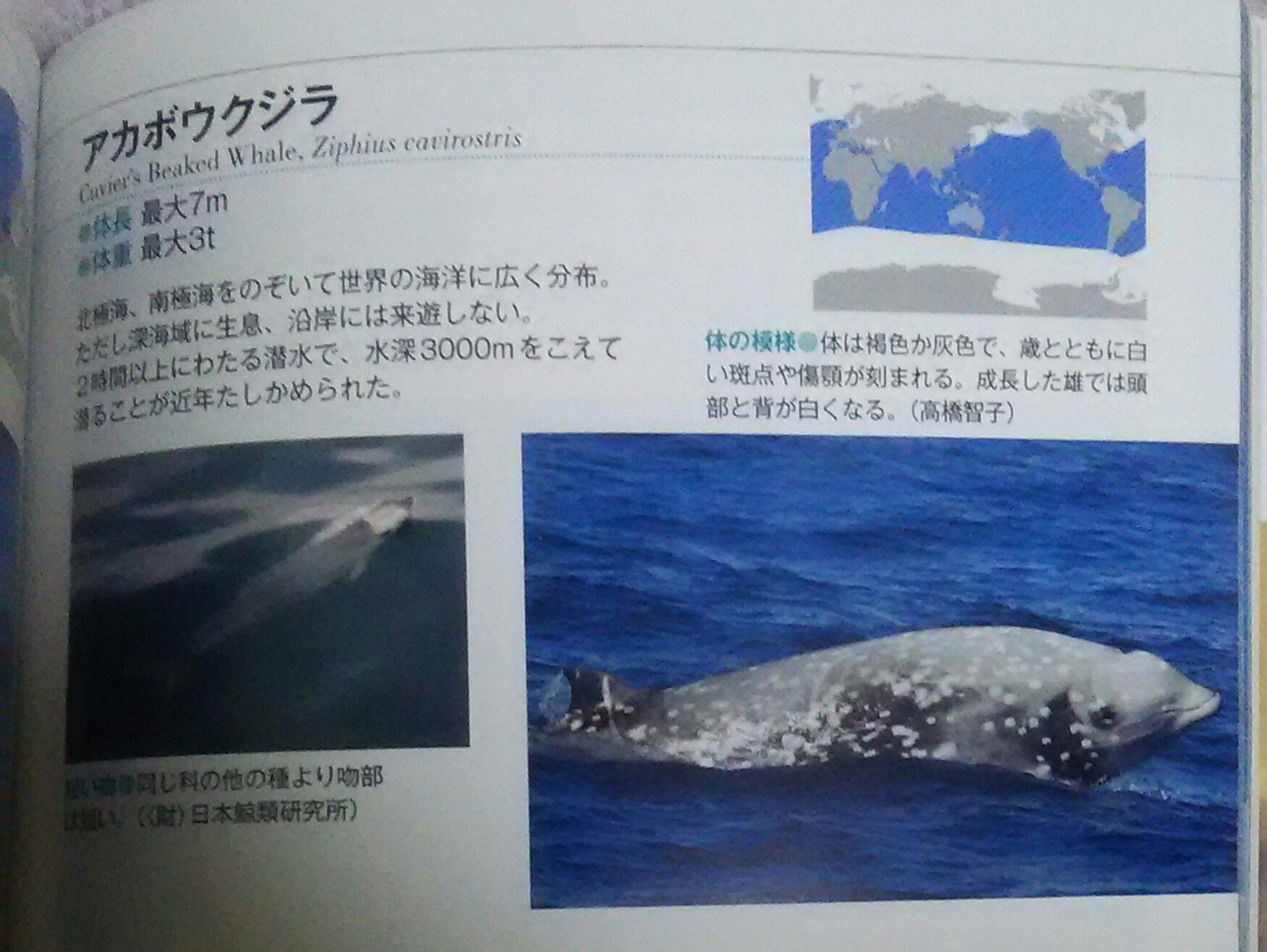 村氏 このクジラ イルカ生態ビジュアル図鑑 鯨類が水上に出ている写真が多く 正確な体色が分かりやすいものとなっています 生態的にかなり珍しい写真も豊富で めくるだけでも飽きません 流石はプロ写真家の水口氏 世界のクジラ イルカ百科図鑑 と