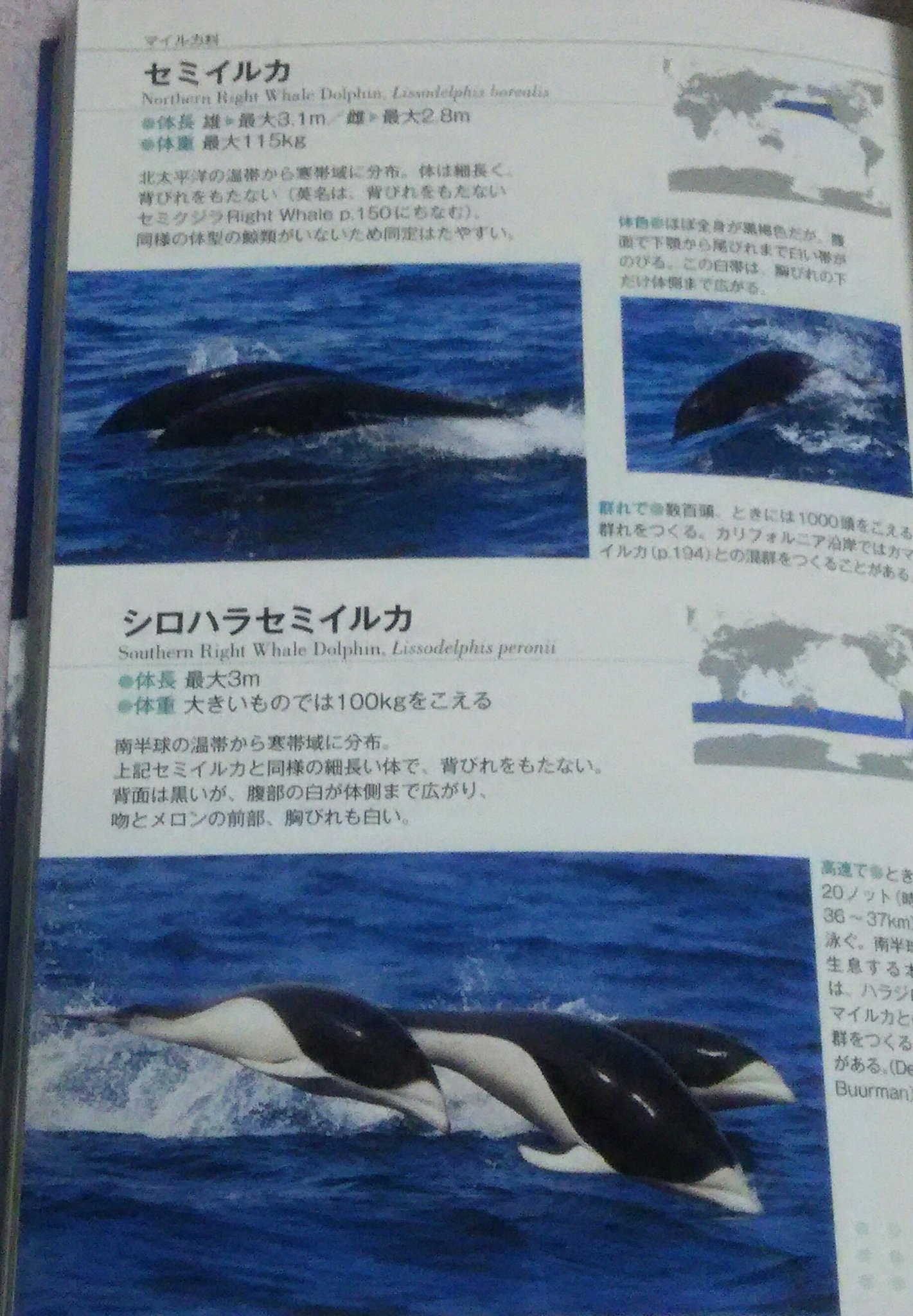 村氏 Pa Twitter このクジラ イルカ生態ビジュアル図鑑 鯨類が水上に出ている写真が多く 正確な体色が分かりやすいものとなっています 生態的にかなり珍しい写真も豊富で めくるだけでも飽きません 流石はプロ写真家の水口氏 世界のクジラ イルカ百科図鑑 と 村氏 Pa Twitter このクジラ イルカ生態ビジュアル図鑑 鯨類が水上に出ている写真が多く 正確な体色が分かりやすいものとなっています 生態的にかなり珍しい写真も豊富で めくるだけでも飽きません 流石はプロ写真家の水口氏 世界のクジラ イルカ百科図鑑 と