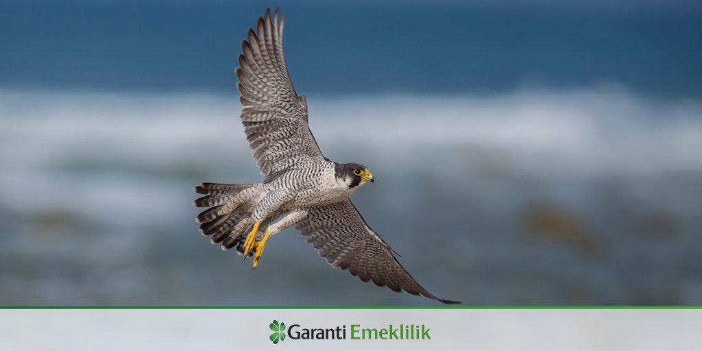 Garanti Bbva Emeklilik On Twitter Yırtıcı Bir Kuş Türü