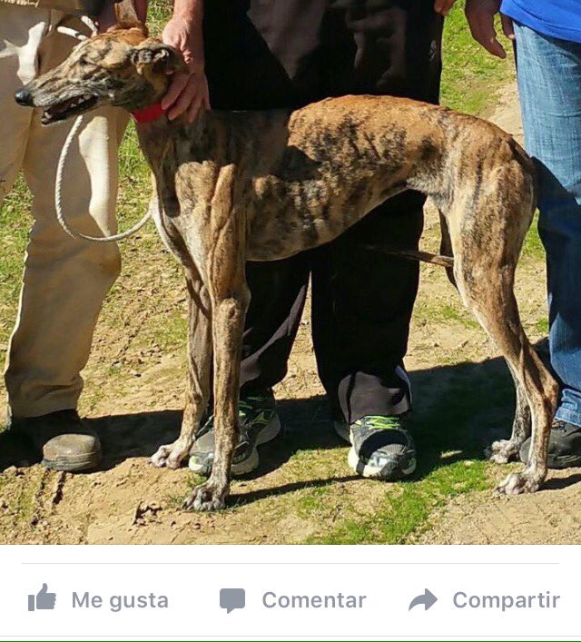 fedgalgosclm's tweet photo. Increíble, en plena Semifinal. RT para echarles una mano! https://t.co/Yw8lemftPu