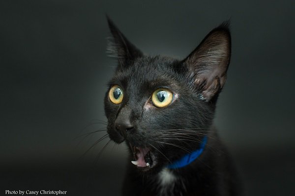 for_all_animals's tweet photo. Photographer @ImogenTheKitten is featured on @for_all_animals Photographer Spotlight blog! #BlackCatProject https://t.co/L23VuTYtk8 https://t.co/Wa97yxUtSY