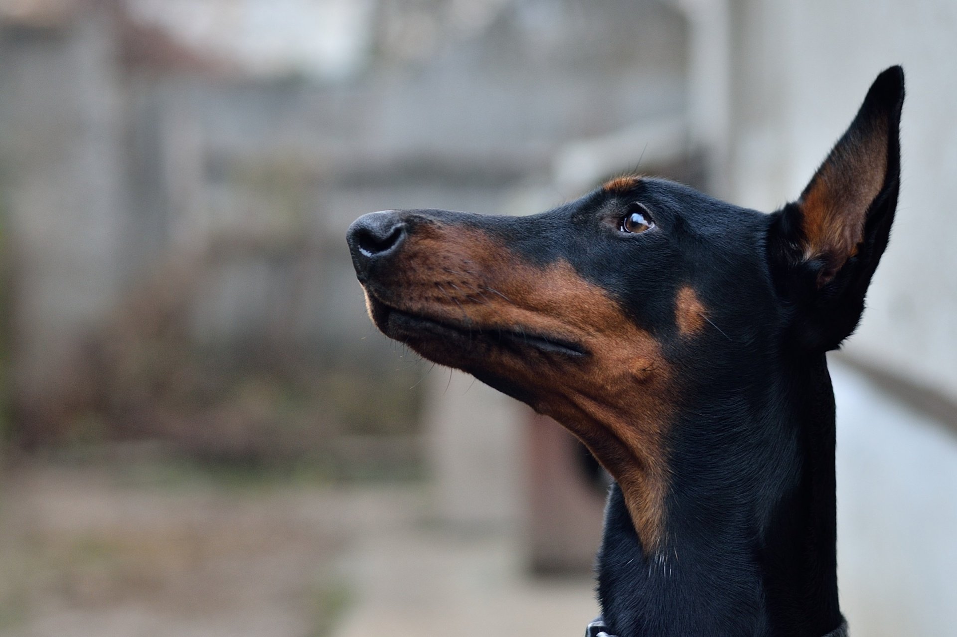 守護犬種まとめ Twitter