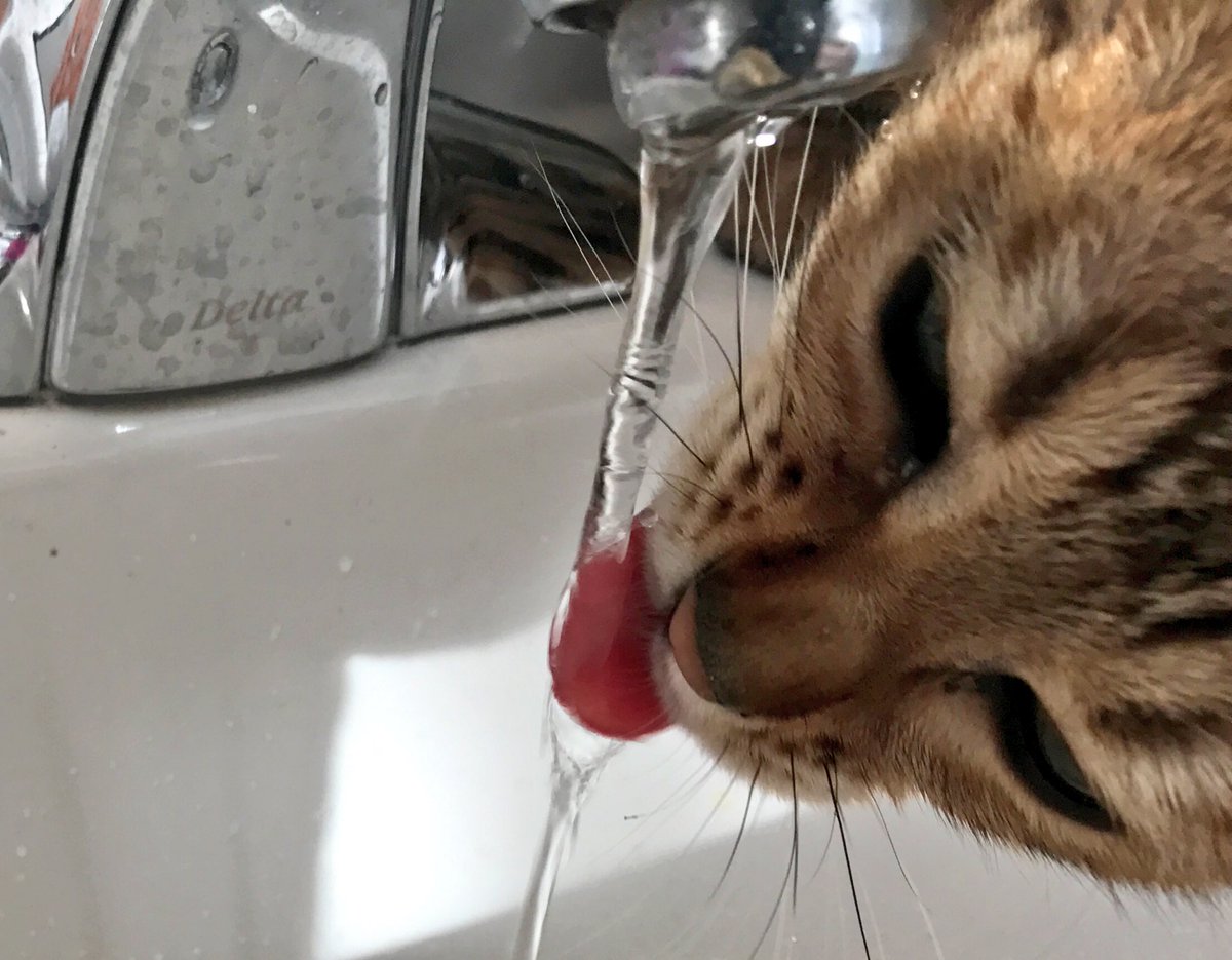 ontariobengals's tweet photo. Cats don't like water? Not so says the Bengal! A cool drink from the tap, yum! #faucetfun #Bengal #CatsOfTwitter #bengalcat #fursday https://t.co/TxtW887GAu
