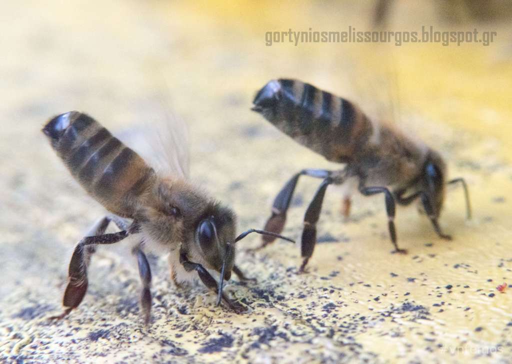 Baggeliskag's tweet photo. #beekeeping #bees
https://t.co/EMK7kuItlp https://t.co/iiy9fe8yte