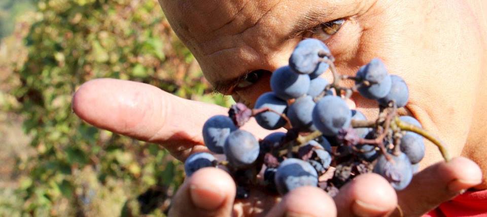 MarioGioiosa's tweet photo. #Vino #Riluce Filosofia #Biotica con #Cantina Alchemica #cena #degustazione @LocandaNotaio #stellato #wine #food https://t.co/ixvwxkpoIN https://t.co/p9pLAU24u0