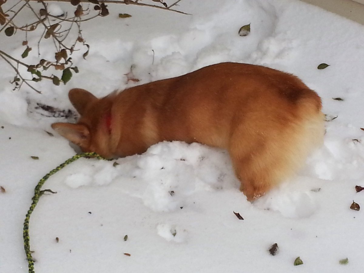 StumpersCorgi's tweet photo. Throwback to when I first discovered digging in the snow! AWESOME! #corgi #puppy #corgibuttsdrivemenuts #ThrowbackThursday https://t.co/fX7rrnAjEd