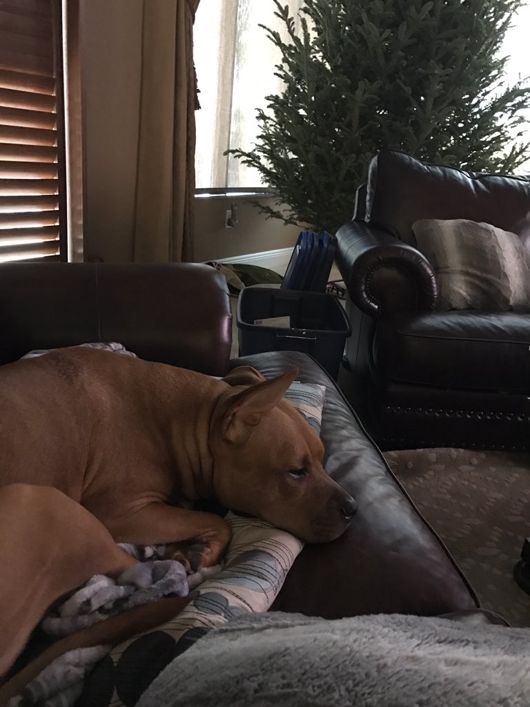 zachattacksyoo's tweet photo. @oliviapearlvega he's sleeping https://t.co/8Jqbob3b4P