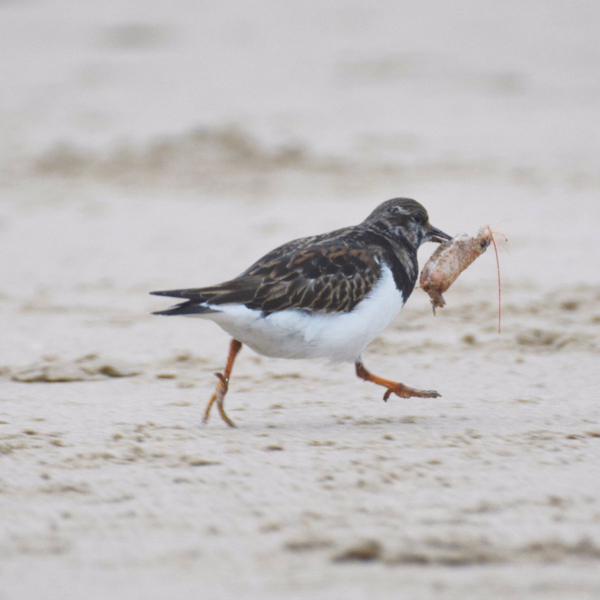 <a href="/clevelandbirds/">cleveland birds</a> <a href="/DurhamBirdClub/">Durham Bird Club</a> prawn takeaway Headland earlier today