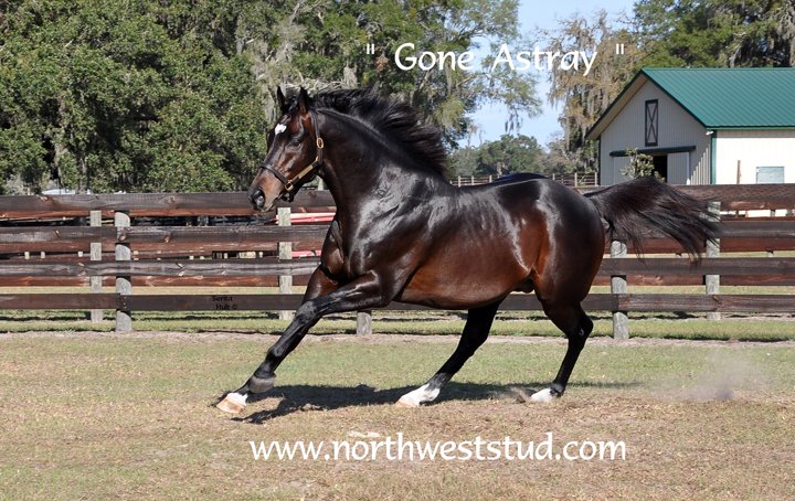 NWStud1's tweet image. For everyone on the 'Three Rules Watch' - the owners will let us know soon when his next race will be! Can't wait! #ThreeRules #GoneAstray