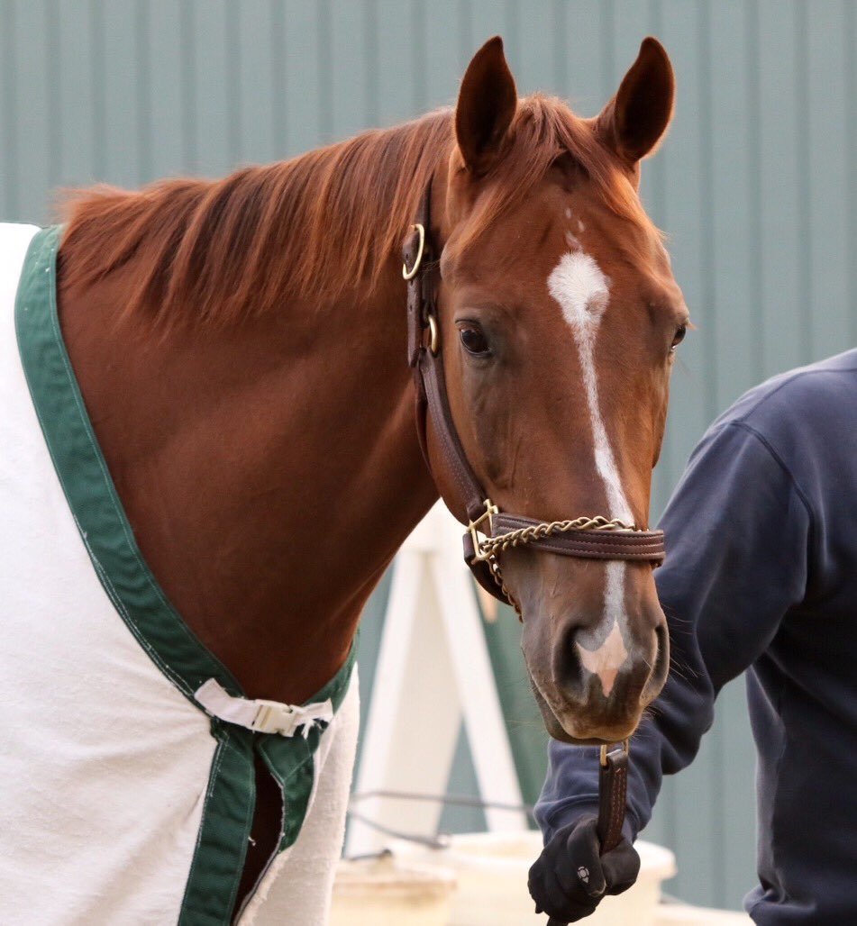 SMcCarthyRacing's tweet photo. And @RighteousDixie makes her debut this afternoon in the 8th at @losalracing! 🍀 https://t.co/sbshnBpfDm