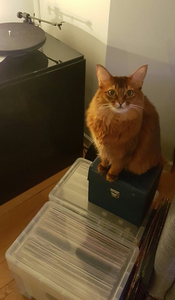 ruffers67's tweet image. I told you, I'm in charge of the vinyl...