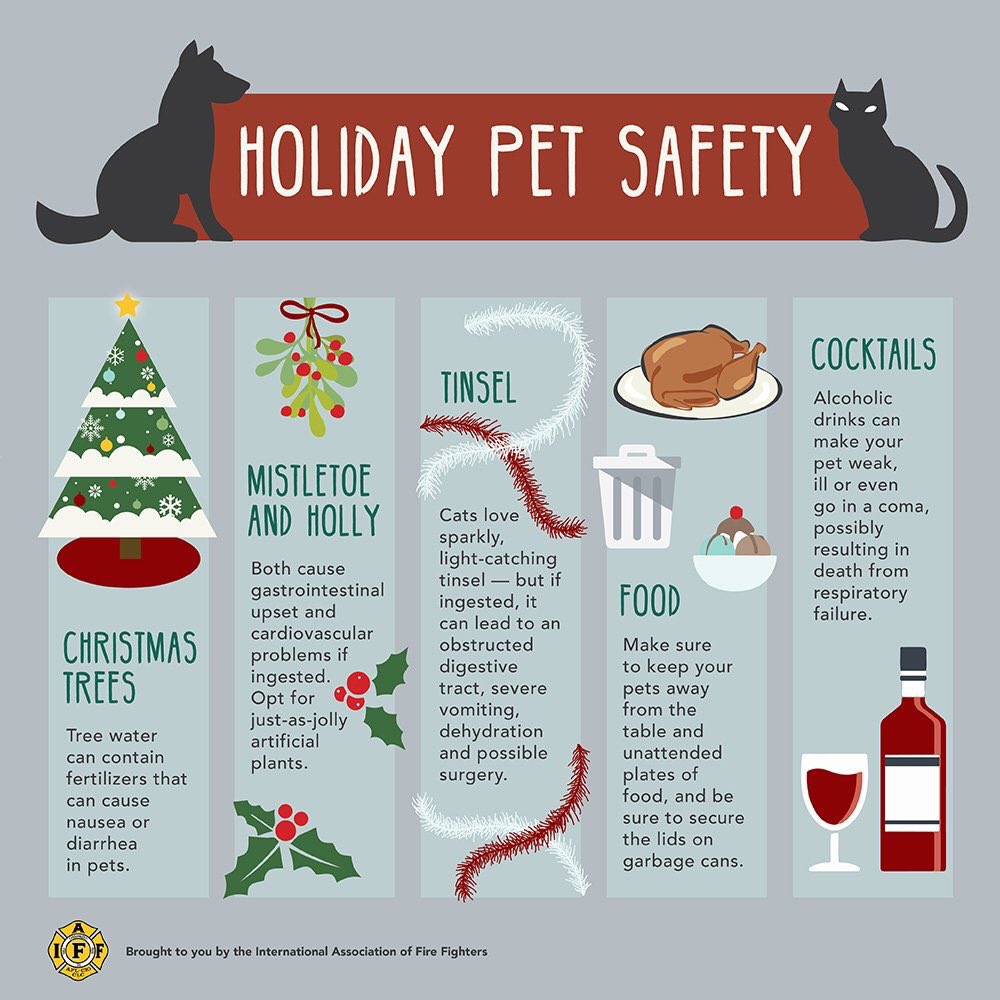 DCFRlocal1492's tweet photo. Useful tips to keep your family pets safe during the holidays @ItsInDeKalb  @DeKalbAnimals @nancy_jester @KathieGannon @lifelineanimal https://t.co/6wjjESNIJj