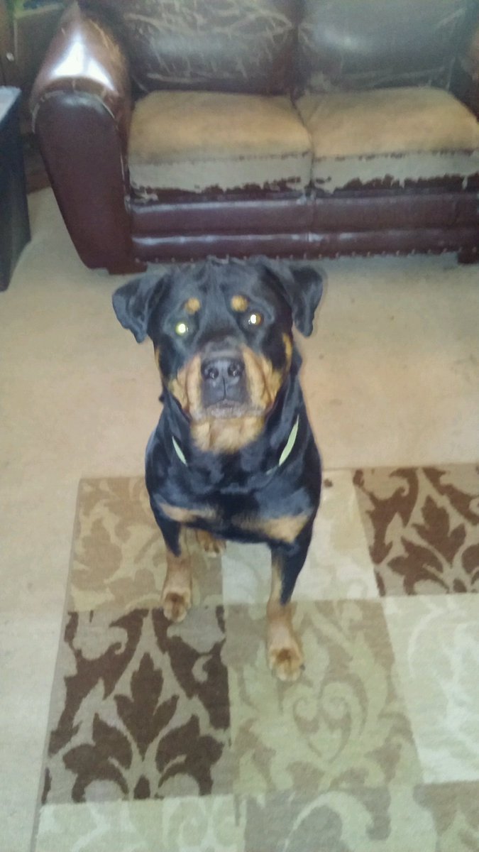 Anyone have a female pure bred german rottweiler they wanna breed ?