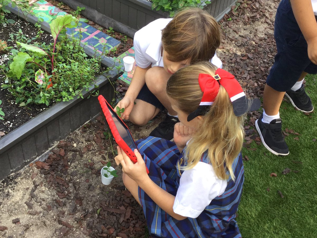KO_BaringStreet's tweet photo. Lots of action in the garden this morning. #1stgrade #measurement #srpre #ladybugrelease #2ndgrade #saladforlunch ๐ฑ๐ https://t.co/wpKE6BrDTo